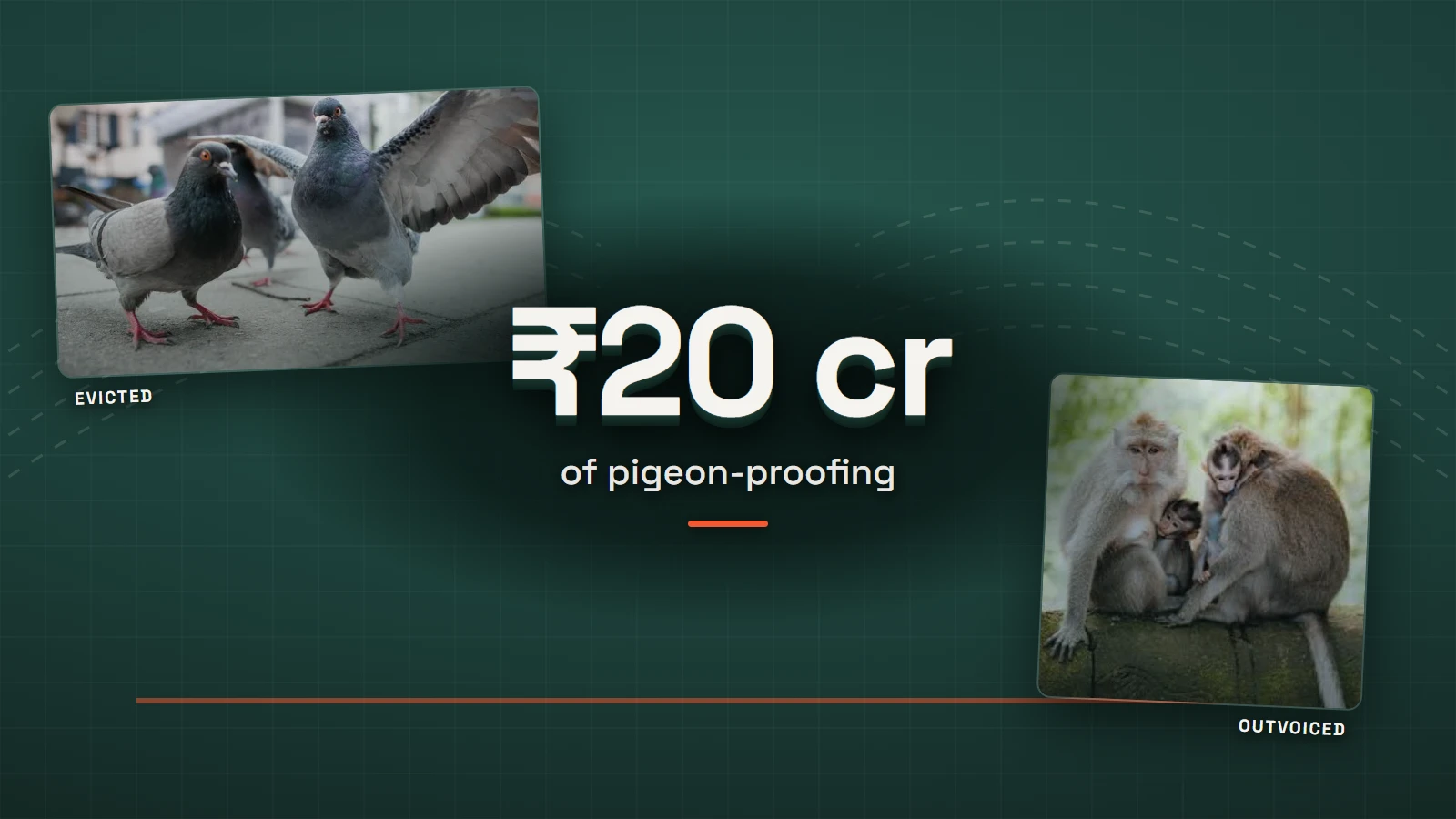 How Delhi Pigeon-Proofed a World Championship: Castor Oil, Fake Eagles and a Man Who Screams Like a Langur